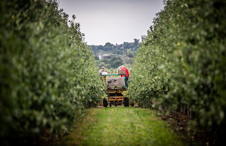 Hoe kweek je peren zonder sporen van pesticides?