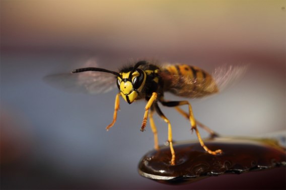 Mep niet zomaar een wesp dood, ze redden de planeet