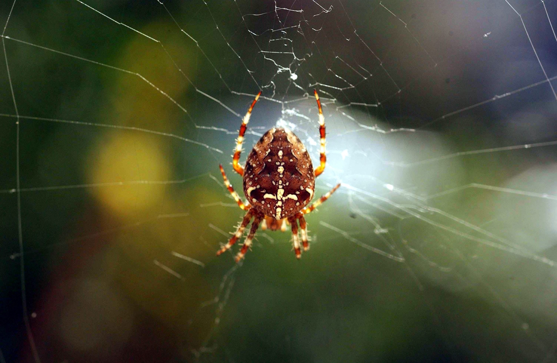 Cross spiders are almost extinct – De Standaard