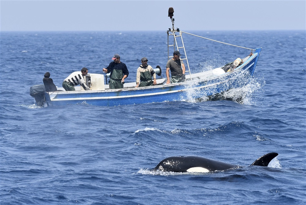 Orcas revenge: Killer whales attack motorboats …