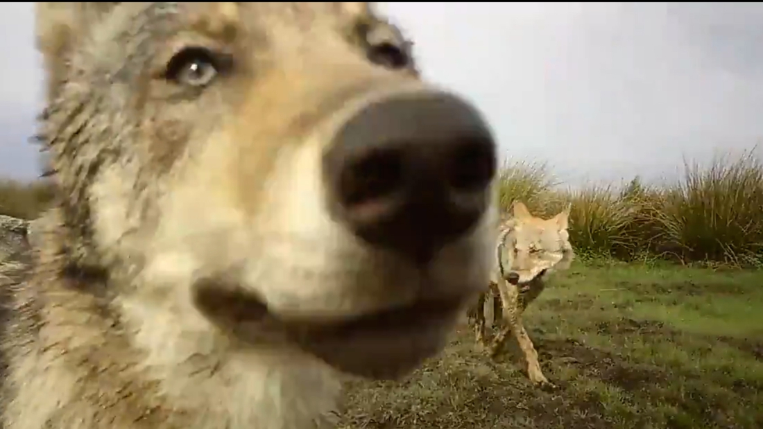 New images of wolf cubs playing