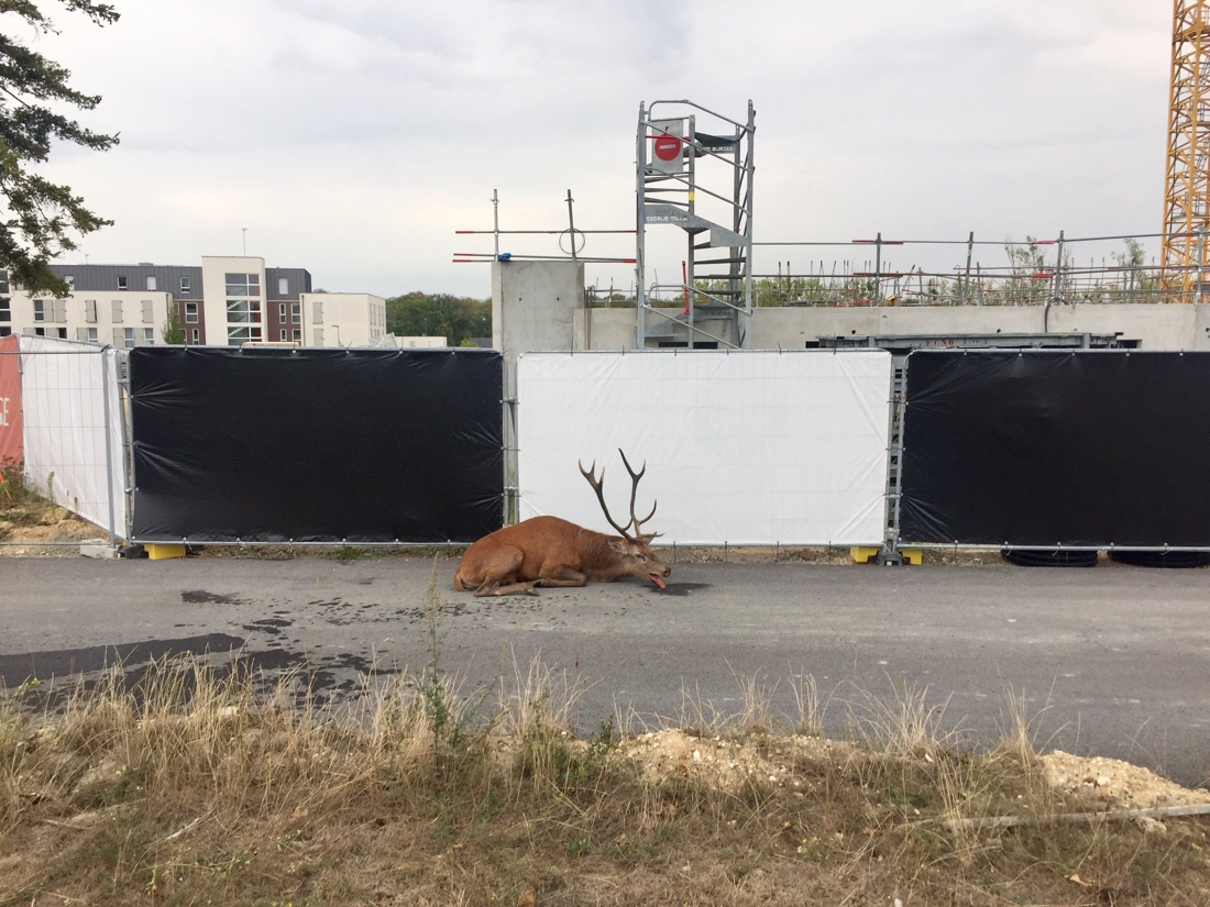 Hunted deer flees into town to escape hunters