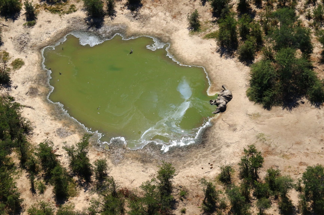 Massive elephant deaths caused by toxins in water, …