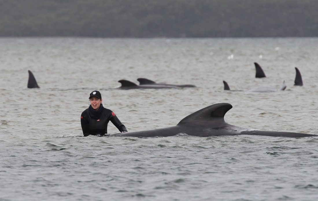 Already 470 whales washed up on Tasmanian coast