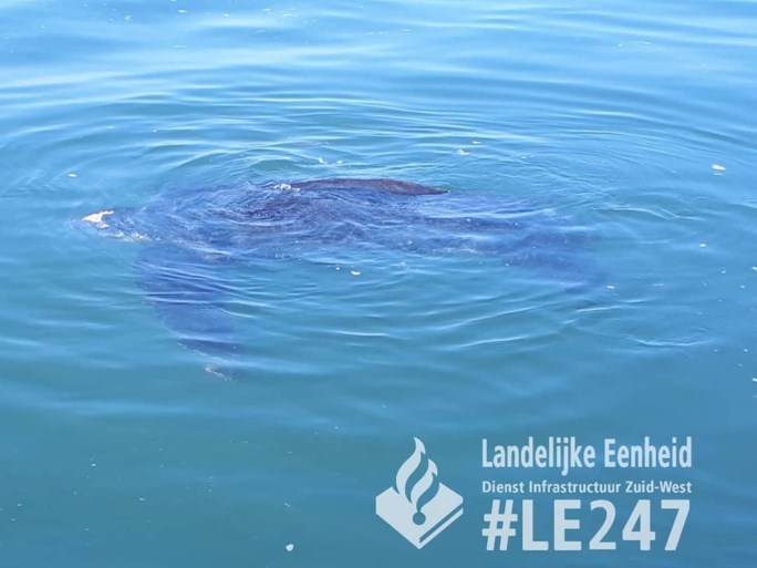 Bijzondere vondst in Oosterschelde: lederschildpad van 2,5 meter