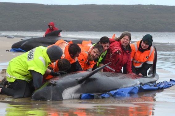 Deel aangespoelde walvissen wordt gedood, kwart gered