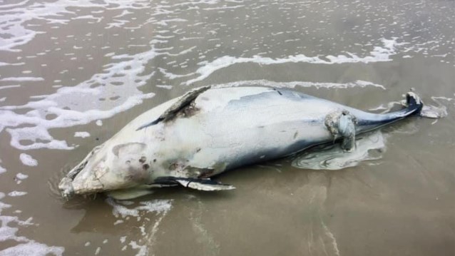 Dead porpoises were washed ashore by storm Odette