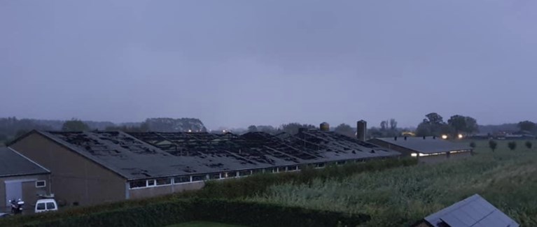Duizend biggen en honderd zeugen sterven bij zware brand in Damme