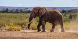 Opnieuw twaalf dode olifanten gevonden in Zimbabwe