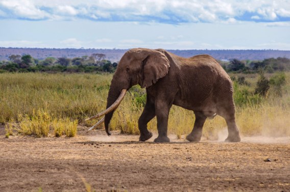 Opnieuw twaalf dode olifanten gevonden in Zimbabwe
