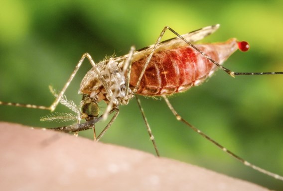 Koppel in Kampenhout overlijdt aan malaria, wellicht door ‘mug uit luchthaven’