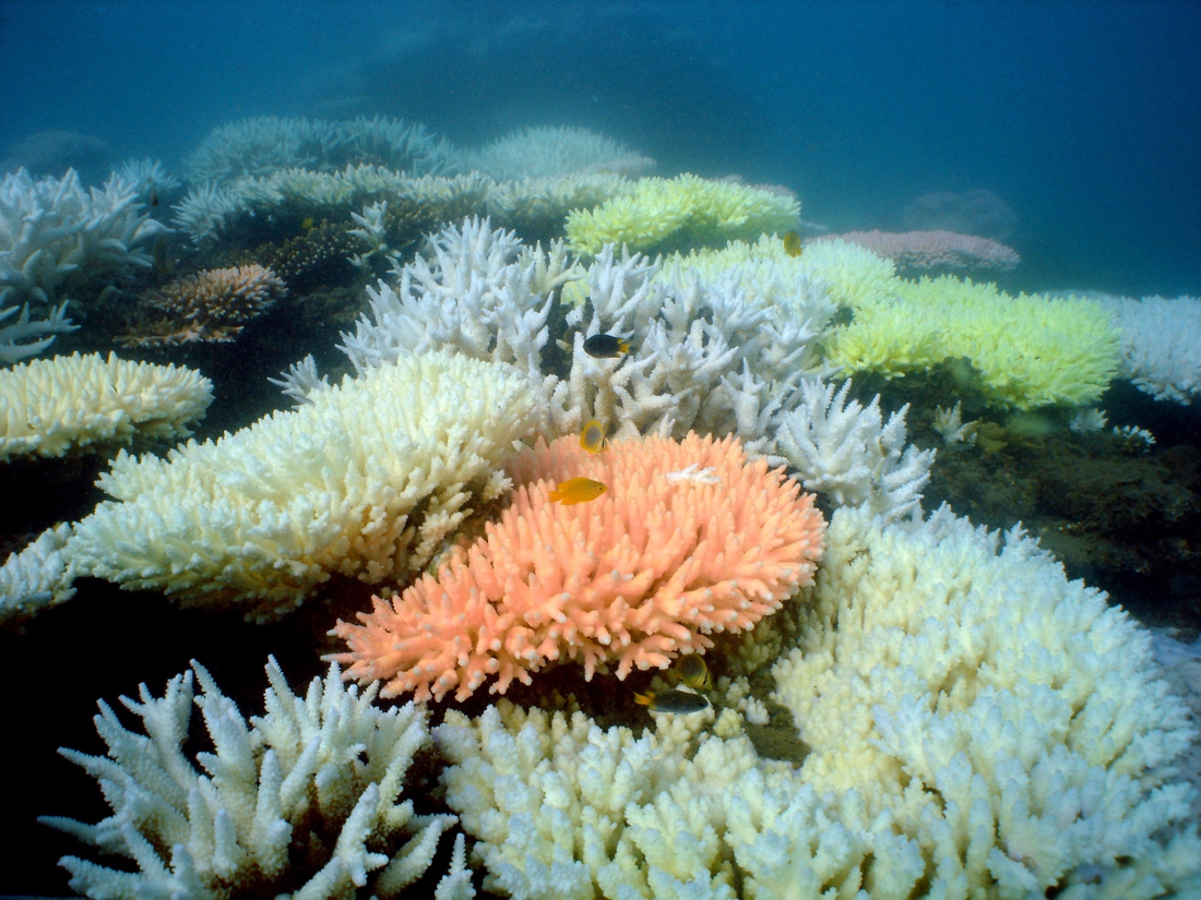 End is imminent for Australian coral reef