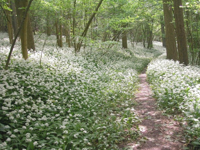 Ontdek de A.S.Adventure-wandelroutes van Natuurpunt