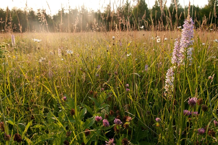 Ontdek de A.S.Adventure-wandelroutes van Natuurpunt