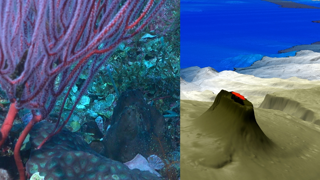 Scientists discover coral reef higher than Eiffel Tower