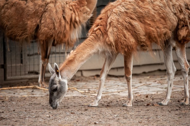 Loslopende honden dringen binnen in Planckendael en bijten twee guanaco’s dood