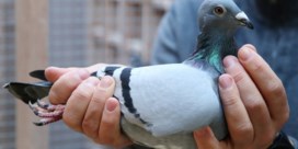 New Kim uit Berlaar is ‘duurste duif ooit in Europa’ na veiling voor 1,6 miljoen euro