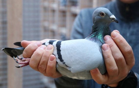 New Kim uit Berlaar is ‘duurste duif ooit in Europa’ na veiling voor 1,6 miljoen euro 