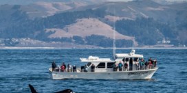 Mysterie van tientallen orka-aanvallen mogelijk opgelost