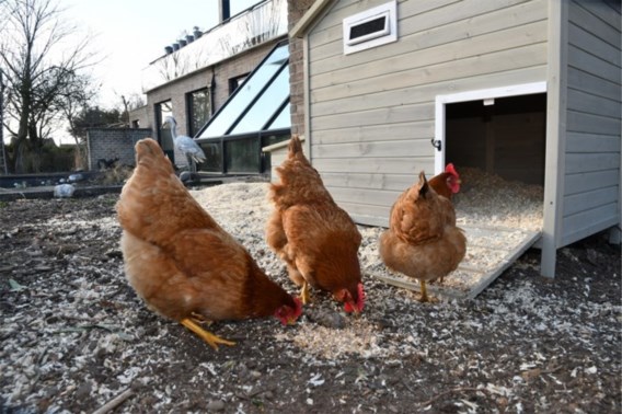 Vogelgriep: vijfentwintigduizend kippen afgeslacht in Denemarken, eerste geval in Frankrijk