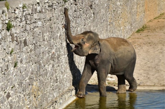 Opnieuw olifantje verwacht in Pairi Daiza