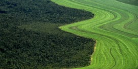 Drie voetbalterreinen per minuut ontbost in Braziliaans regenwoud