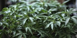Cannabis geschrapt van VN-lijst met gevaarlijkste drugs