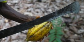 Cacaoboeren botsen met snoep­­­reuzen over 'armoedepremie'