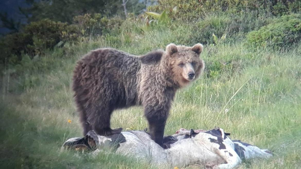 Gevangen Bruine Beren Beroeren De Dolomieten De Standaard Mobile