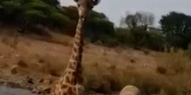 Giraf achtervolgt toeristen op safari in Masai Mara