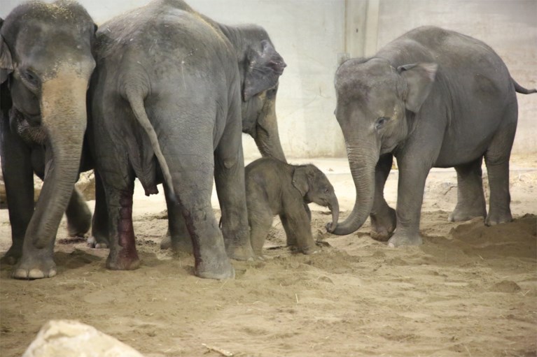 Aziatische olifant geboren in Pairi Daiza