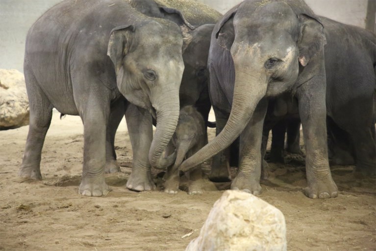 Aziatische olifant geboren in Pairi Daiza