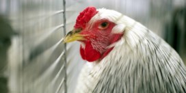 Verschillende besmettingen met vogelgriep in pluimveebedrijf in Menen
