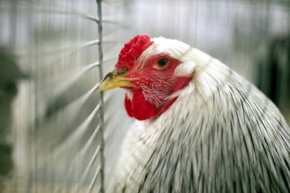 Verschillende besmettingen met vogelgriep in pluimveebedrijf in Menen