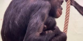 Bonobo’s in Zoo Planckendael verwelkomen nieuwjaarsbaby