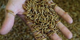 Europa keurt meelwormen als eerste insect voor menselijk voedsel goed