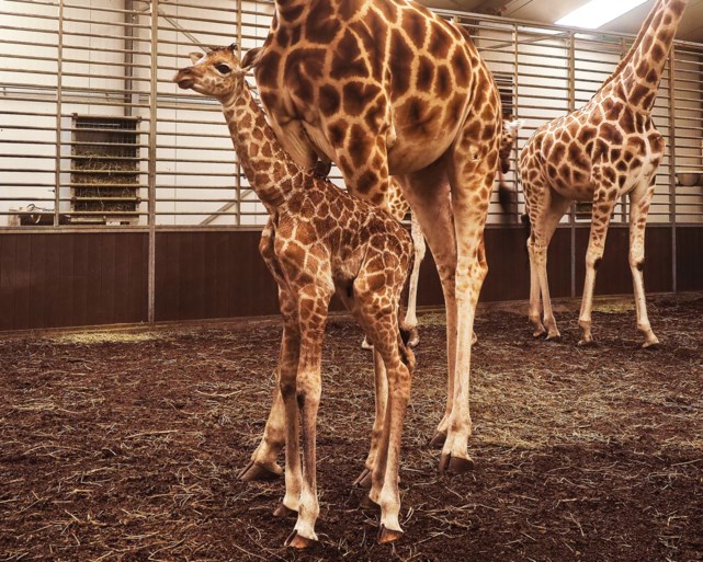 Kalfje van bedreigde giraffensoort geboren in safaripark Beekse Bergen