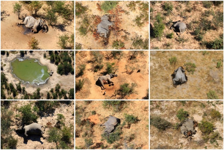 Hekken oorzaak mysterieuze olifantensterfte in Botswana: ‘Dieren hebben bewegingsruimte nodig’