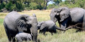 Hekken oorzaak mysterieuze olifantensterfte in Botswana: ‘Dieren hebben bewegingsruimte nodig’