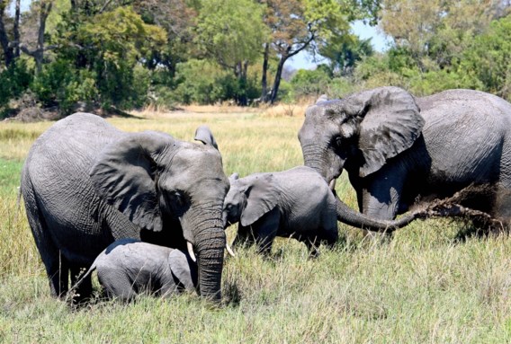 Hekken oorzaak mysterieuze olifantensterfte in Botswana: ‘Dieren hebben bewegingsruimte nodig’