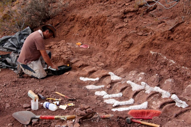 ‘Fossiel van ’s werelds grootste dinosaurus gevonden’