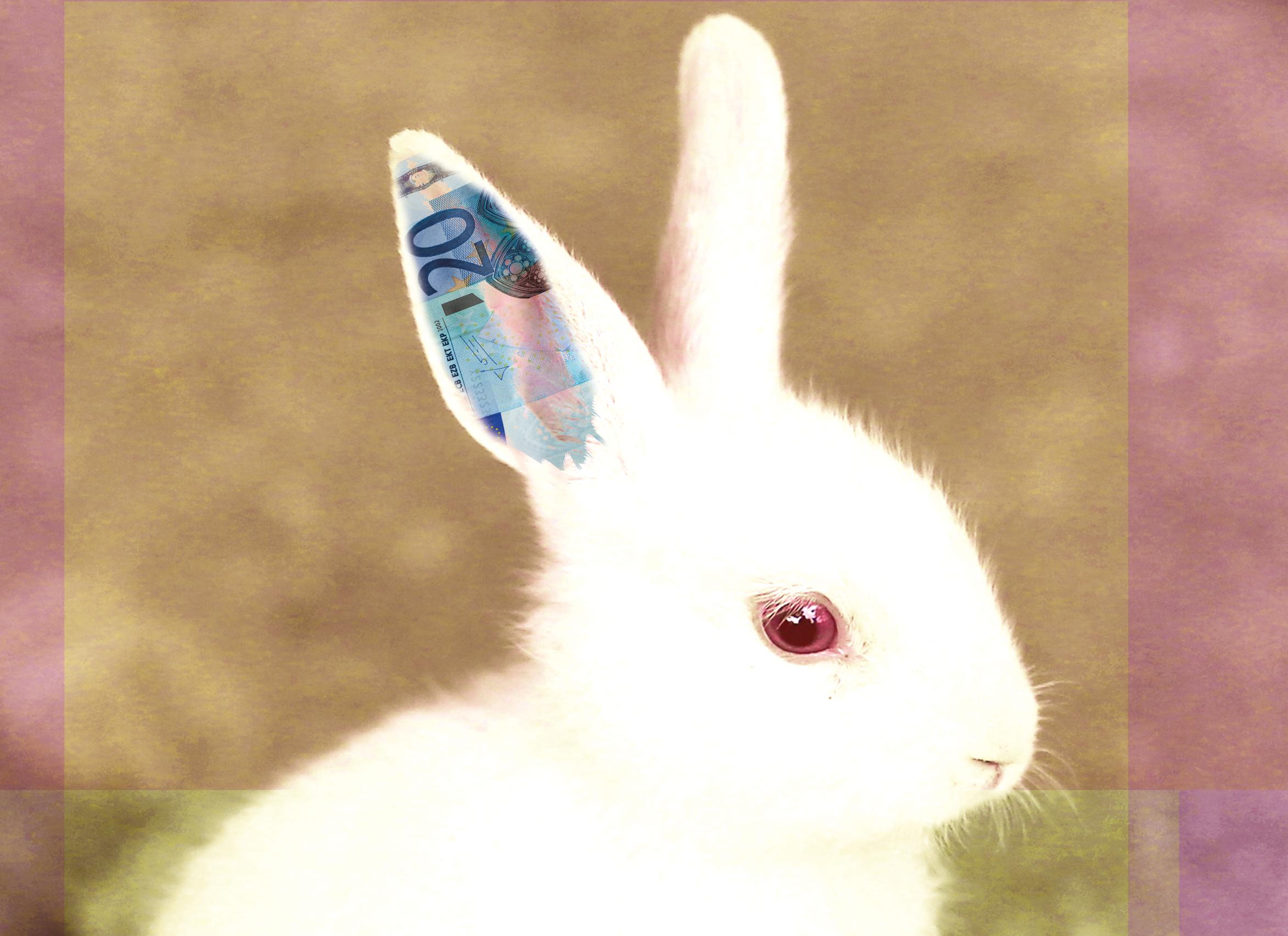 Waarom witte konijnen een riskante blijven | Standaard Mobile