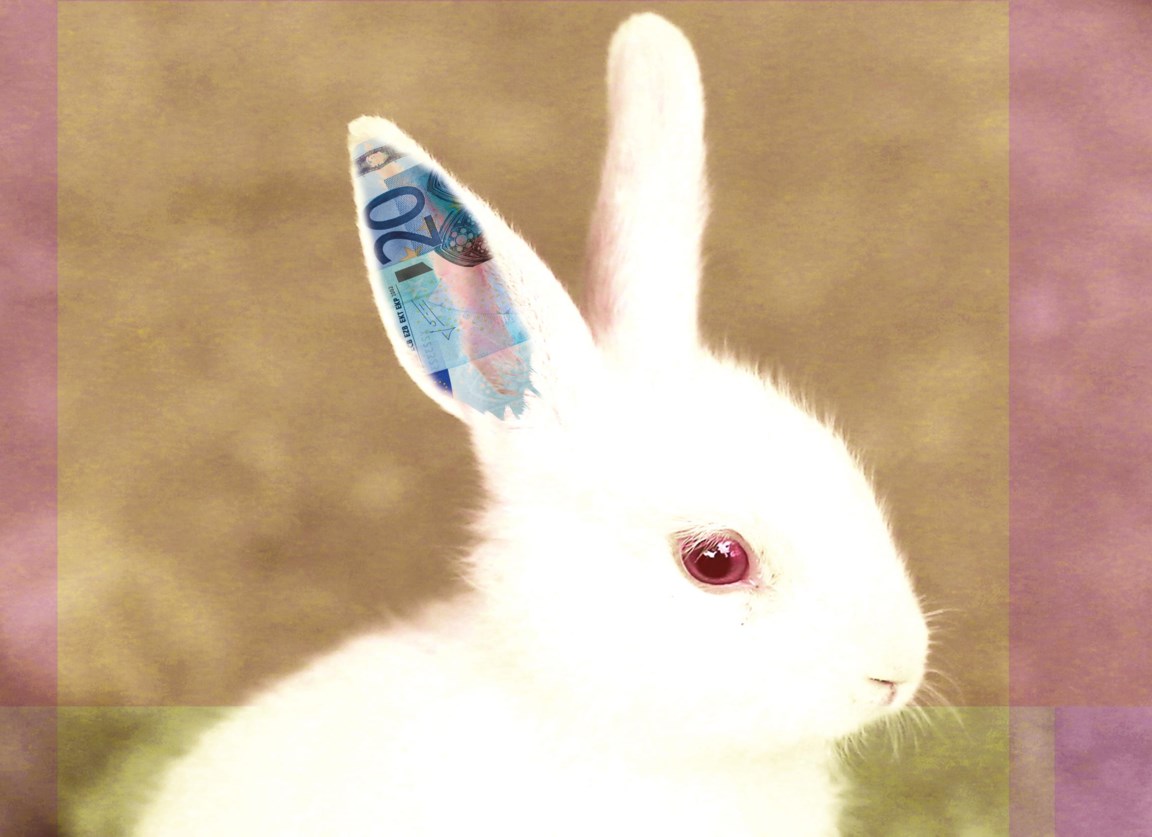 Gedeeltelijk achterlijk persoon beschaving Waarom witte konijnen een riskante bedoening blijven | De Standaard Mobile