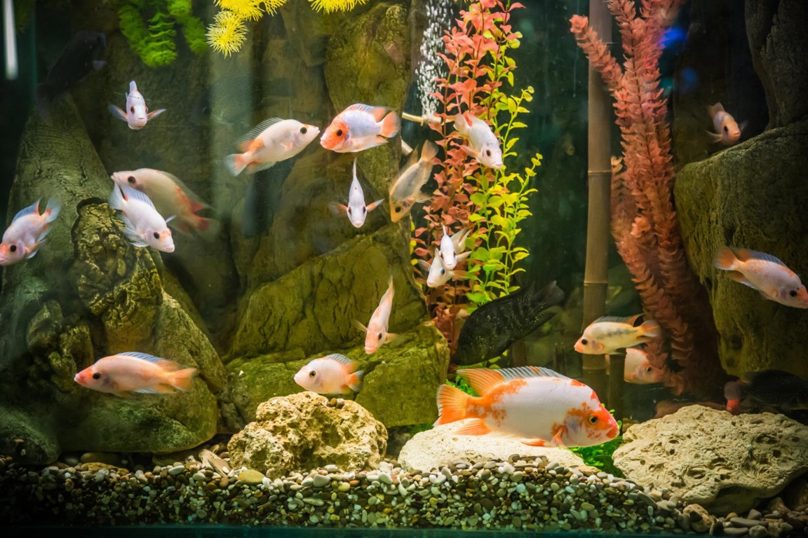 Een aquarium De Standaard Mobile