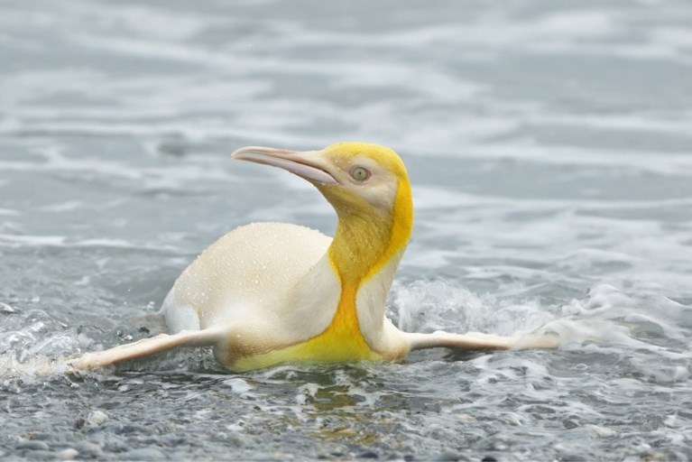 Zeldzame gele pinguïn gefotografeerd door Belgische natuurfotograaf