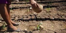 Guatemalteekse boeren moeten kiezen: verhongeren of migreren