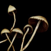 Psychiaters testen psychedelica tegen zware depressie
