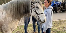 Ruzie loopt uit de hand in Oudsbergen: paard sterft na aanrijding door tractor