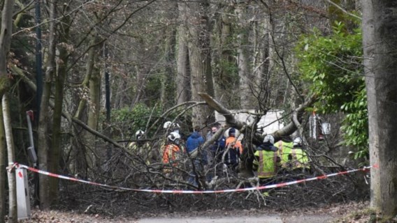 Dode en zwaargewonde door storm: boom belandt op wandelaars in Aalter
