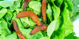 Kun je ziek worden van slakkenslijm op groenten?